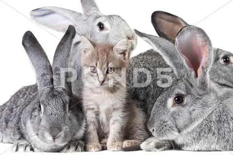 Image of fluffy kitten with group of grey rabbits near by Stock Photos