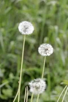 An image of the fluffy white balls of a common dandelion. Foto stock