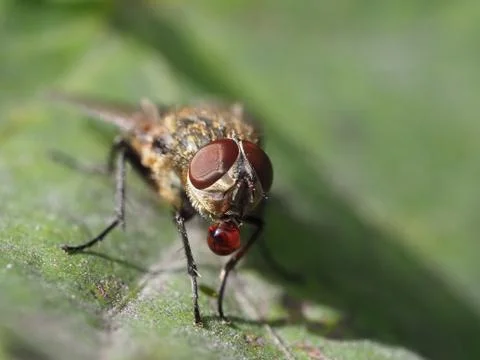 Image of a fly with a red liquid on its mouth. Stock Photos