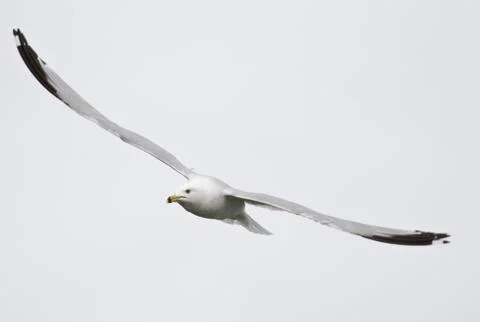 Image with the flying gull Stock Photos