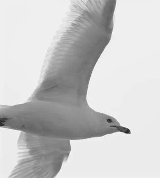 Image with the flying ring-billed gull Foto stock