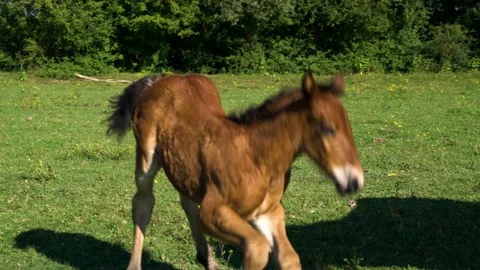Image of foal standing up and walking next to horse, full of flies. Stock Footage 139060673