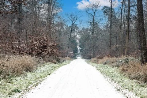 Image of a footpath through a wintry forest Stock-Fotos