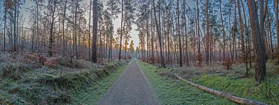 Image of a footpath through a wintry forest 스톡 사진