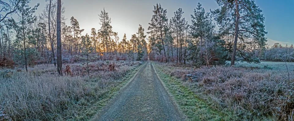 Image of a footpath through a wintry forest Stock-Fotos