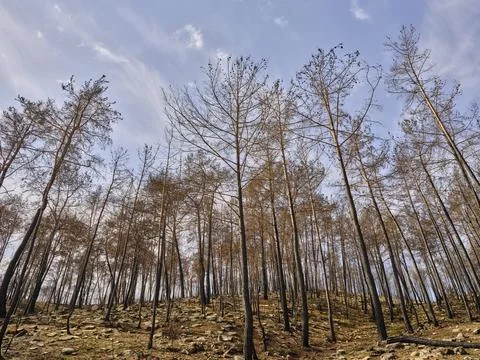 Image of a forest after a fire Stock Photos