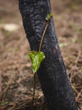 Image of a forest after a fire Stock Photos