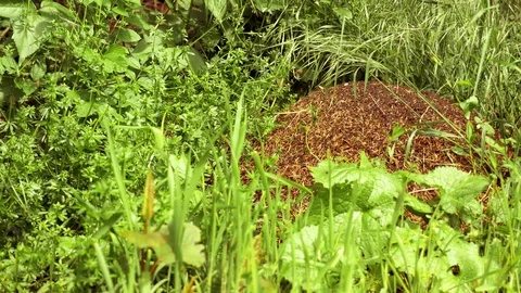 The image of the forest and anthill. Stock Footage 112338026