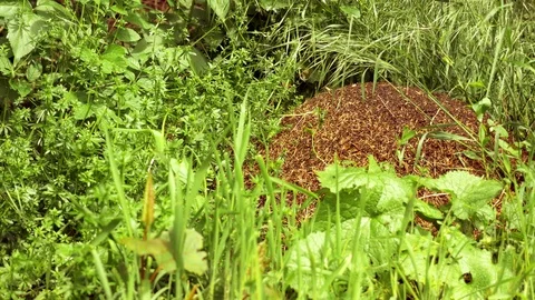The image of the forest and anthill. Stock Footage 112338027