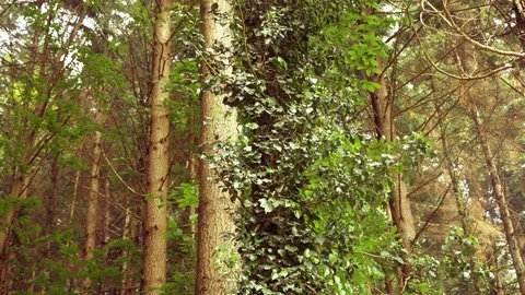 The image of the forest and anthill. Stock Footage 112338490