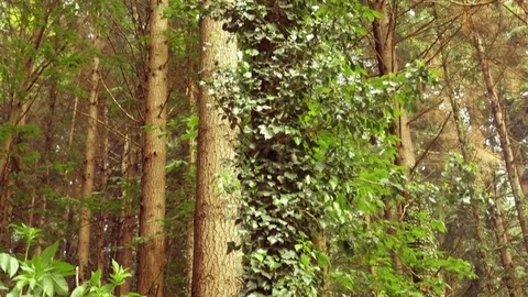 The image of the forest and anthill. Stock Footage 112341976