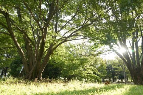 The image of a forest with backlighting Stockfoto's