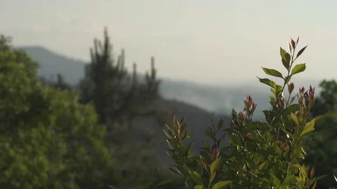 Image of forest with mountains on a distance Stock-Footage 128846258