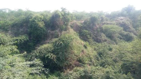 This image of forest Stock Photos