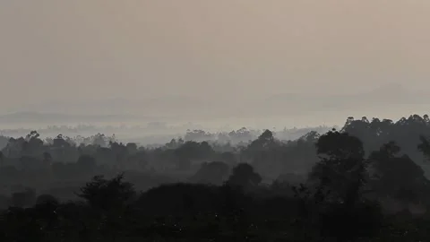 Image of a forest trapped in fog Stock Footage 148747533