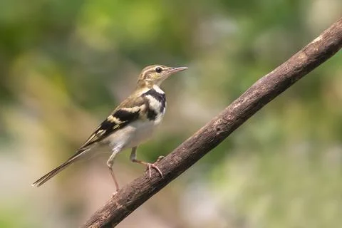 Image of Forest Wagtail (Dendronanthus indicus) on the tree branch on nature  Stock Photos