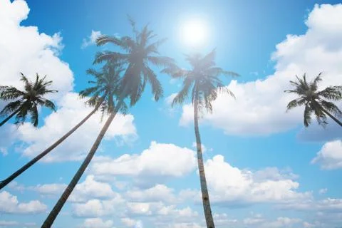 An image of four nice palm trees in the blue sunny sky Stock Photos
