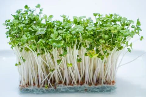 Image of fresh broccoli sprouts Stock Photos