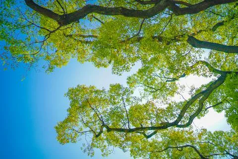 Image of fresh greenery and sunbeams Stock Photos