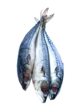 Image of fresh saba fish isolated on white background. Stock Photos
