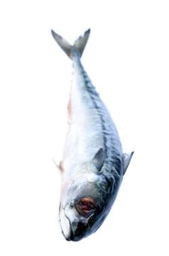 Image of fresh saba fish isolated on white background. Stock Photos