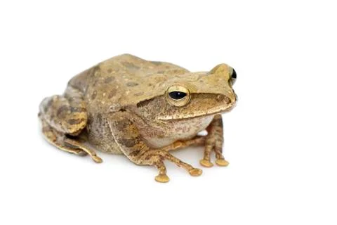 Image of Frog, Polypedates leucomystax,polypedates maculatus on a white backg Stock Photos