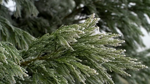 Image of frozen pine tree during winter morning, Heuchlingen, Germany. Stock Footage 102647663
