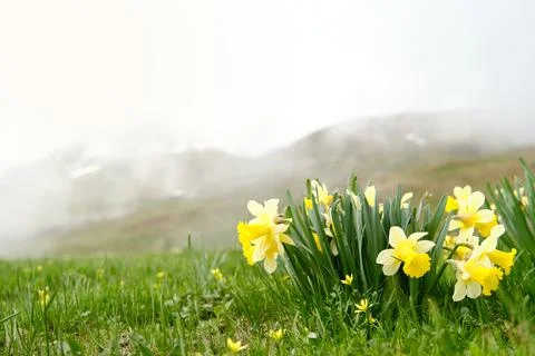 Image of fully bloomed daffodils. The flowers are a vibrant, bright yellow. Stock Photos