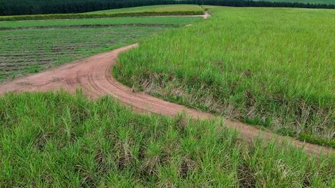 Image of fully grown green grass fields of sugar cane planted in rows with .. Stock Photos