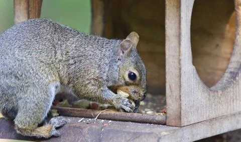 Image of a funny squirrel eating nuts in forest Stock Photos