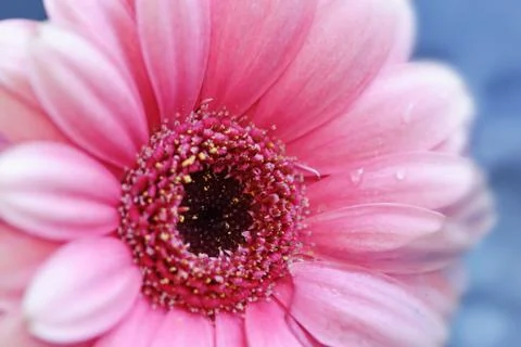 Image of gebera close up Foto stock