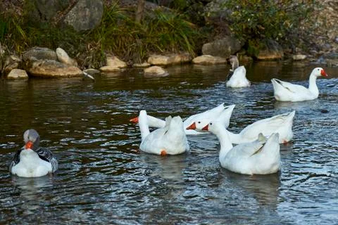 Image of geese on a mountain river. Stock Photos