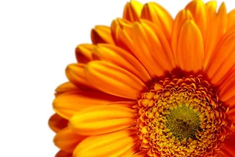 Image of gerbera Stock Photos