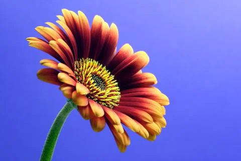 Image of gerbera Stock Photos