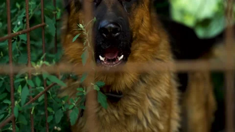Image of a german shepherd at a small dog kennel Stock Footage 151603067