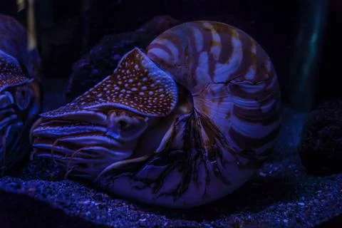 Image of a giant nautilus Stock Photos