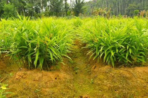 Image of ginger plants. Ginger (Zingiber officinale) is a flowering plant who Stock Photos