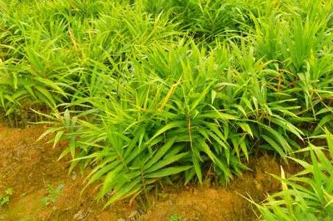 Image of ginger plants. Ginger (Zingiber officinale) is a flowering plant who Stock Photos