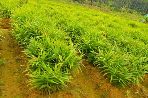 Image of ginger plants. Ginger (Zingiber officinale) is a flowering plant who Stock Photos
