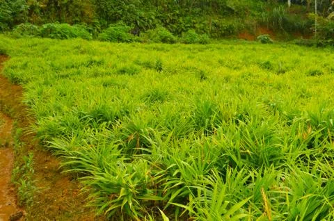 Image of ginger plants. Ginger (Zingiber officinale) is a flowering plant who Stock Photos