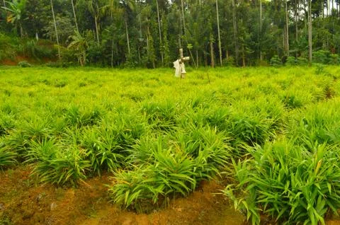 Image of ginger plants. Ginger (Zingiber officinale) is a flowering plant who Stock Photos