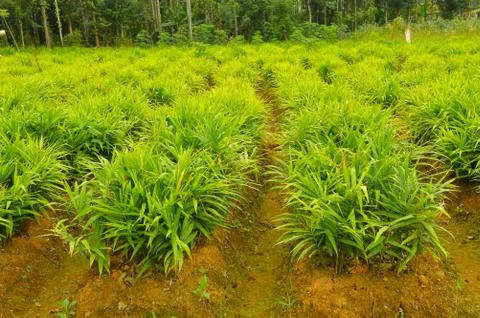 Image of ginger plants. Ginger (Zingiber officinale) is a flowering plant who Stock Photos
