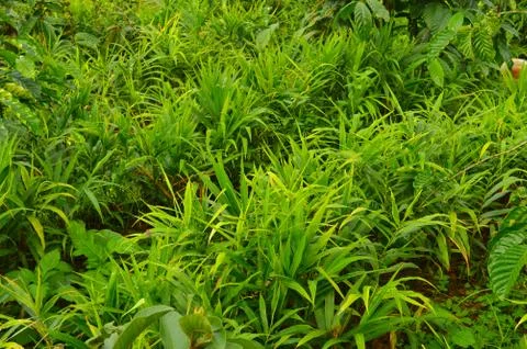 Image of ginger plants. Ginger (Zingiber officinale) is a flowering plant who Stock Photos