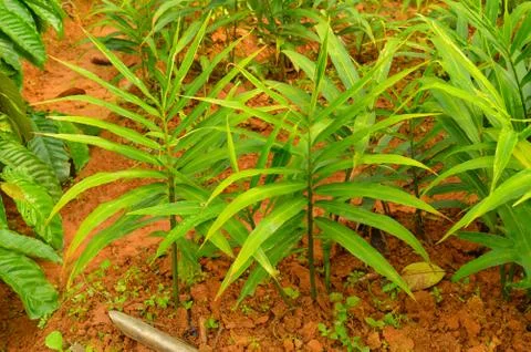 Image of ginger plants. Ginger (Zingiber officinale) is a flowering plant who Stock Photos