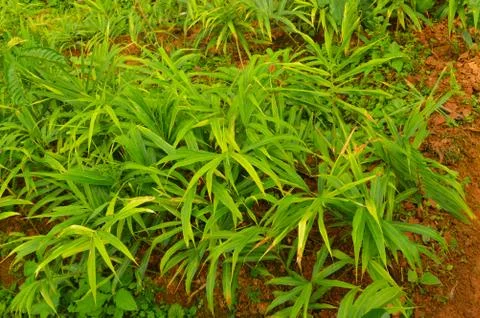 Image of ginger plants. Ginger (Zingiber officinale) is a flowering plant who Stock Photos