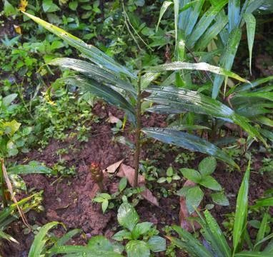 Image of ginger plants. Ginger (Zingiber officinale) is a flowering plant who Stock Photos