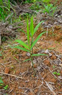 Image of ginger plants. Ginger (Zingiber officinale) is a flowering plant who Stock Photos
