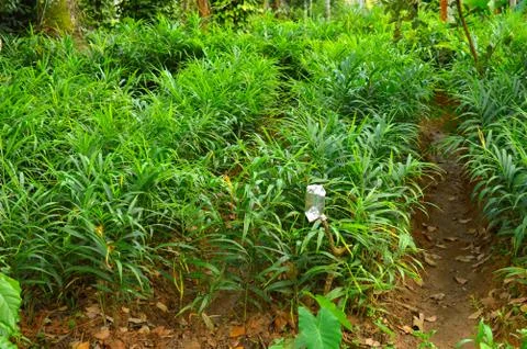 Image of ginger plants. Ginger (Zingiber officinale) is a flowering plant who Stock Photos