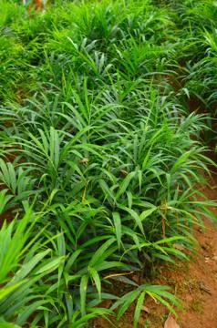 Image of ginger plants. Ginger (Zingiber officinale) is a flowering plant who Stock Photos