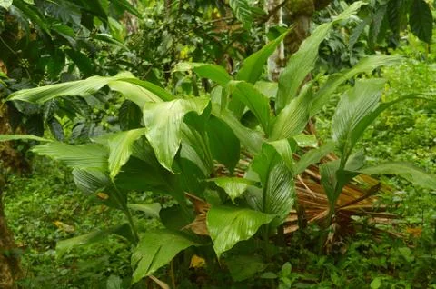 Image of ginger plants. Ginger (Zingiber officinale) is a flowering plant who Stock Photos
